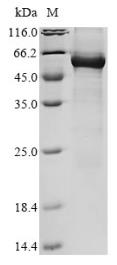SDS-PAGE (WRN-1388H).jpg